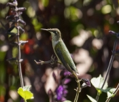 2019 09 15 LongFellowGardens 008